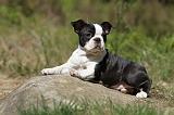 BOSTON TERRIER 237